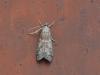 Ephestia sp.